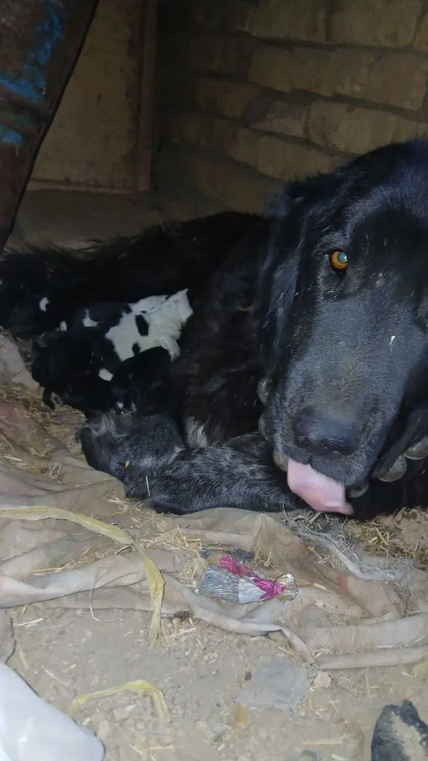 توله قدرجونی  خالص|سگ|داران, |دیوار