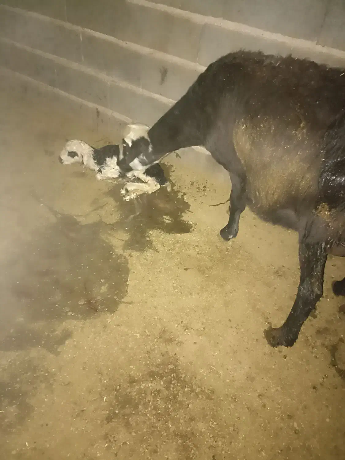 یک راس بره گمشده|حیوانات مزرعه|تربت جام, معدآباد|دیوار