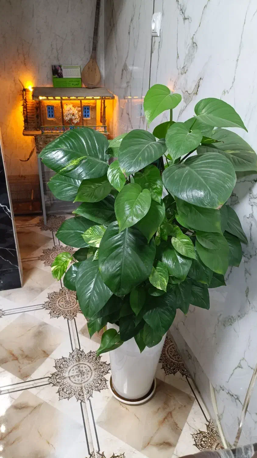 گل پتوس زیبا|گل و گیاه طبیعی|سنندج, |دیوار