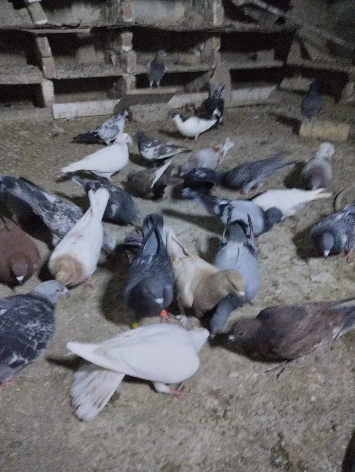 کبوتر آلمانی رنگه ابلغ سار سبز ک|پرنده|چناران, |دیوار