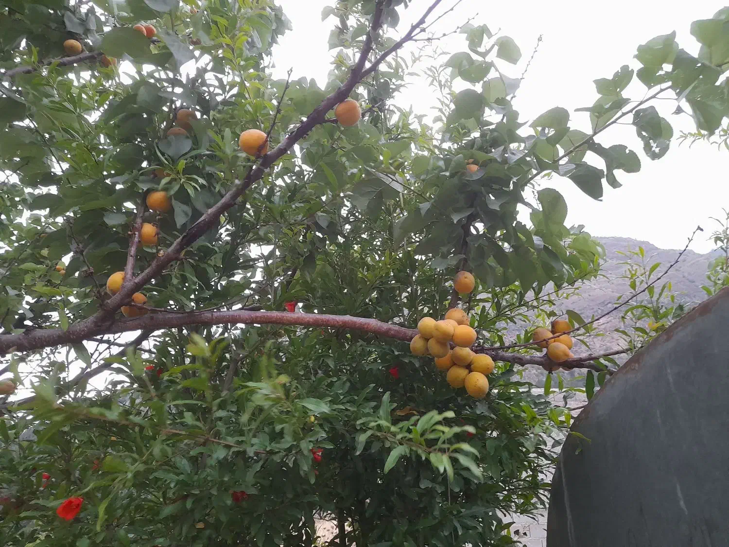 زمین باغی درباقرآباد|فروش زمین و ملک کلنگی|رامیان, |دیوار