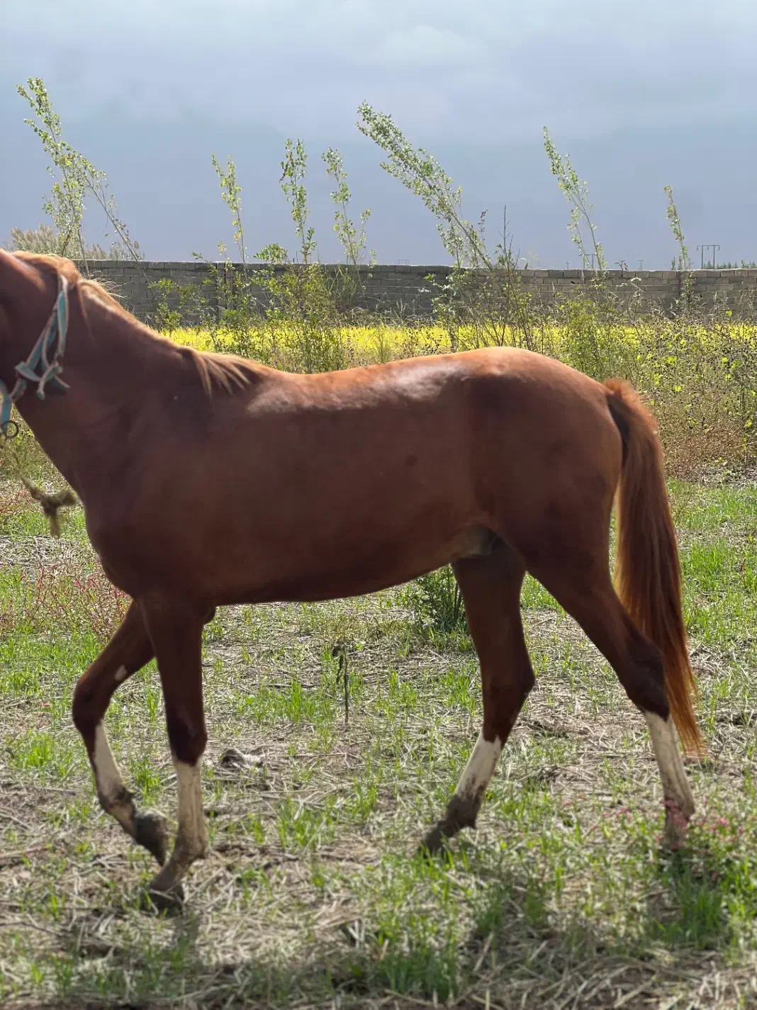 کره اسب نریون ترکمن یکسال ونیم پنج نشان|اسب و تجهیزات اسبسواری|علیآباد کتول, |دیوار