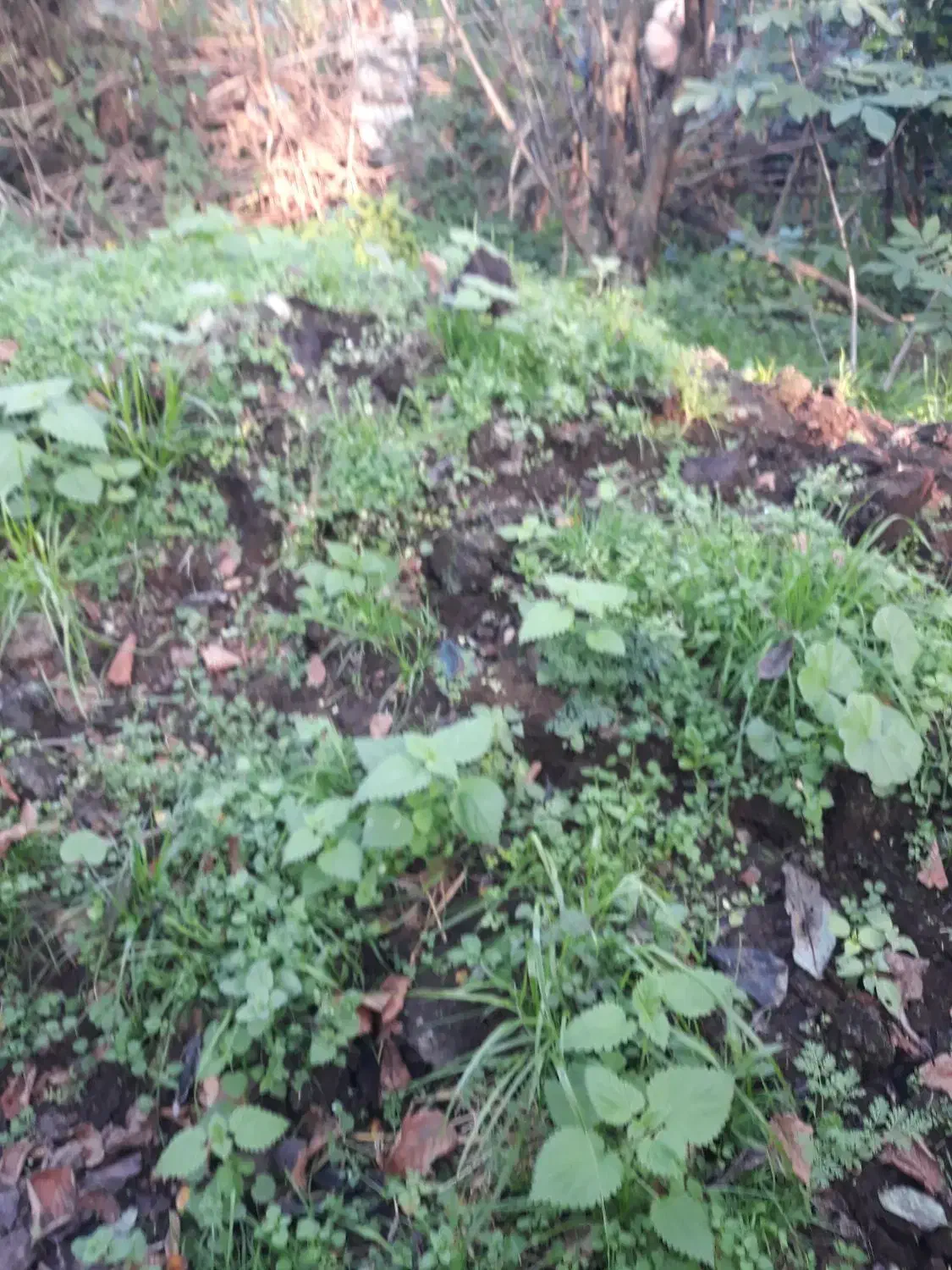 کودپوسیده حیوانی، پرواری|عمده‌فروشی|احمدسرگوراب, |دیوار