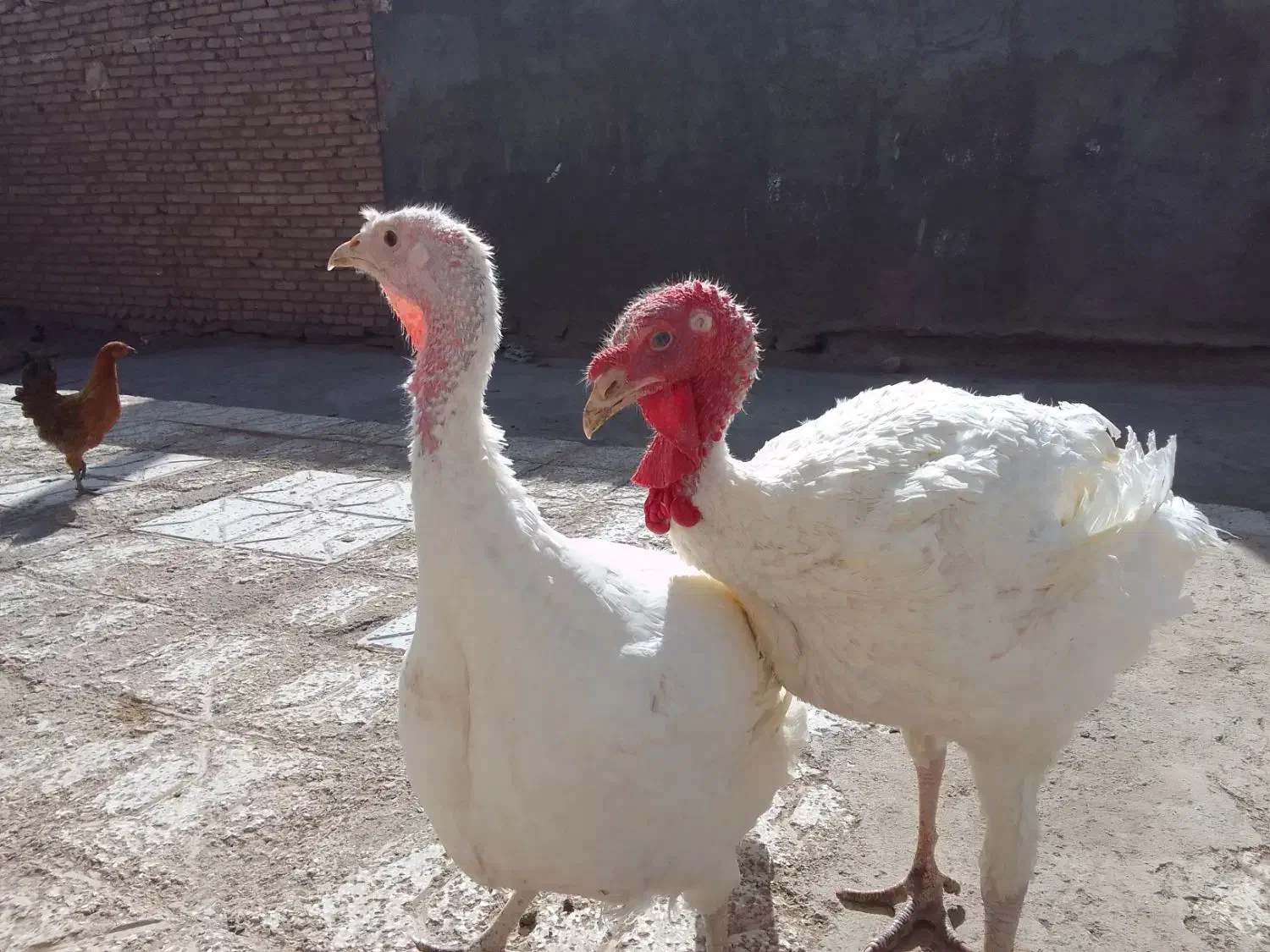 بغلمون گوشتی به فروش میرسد|حیوانات مزرعه|عطاملک, |دیوار