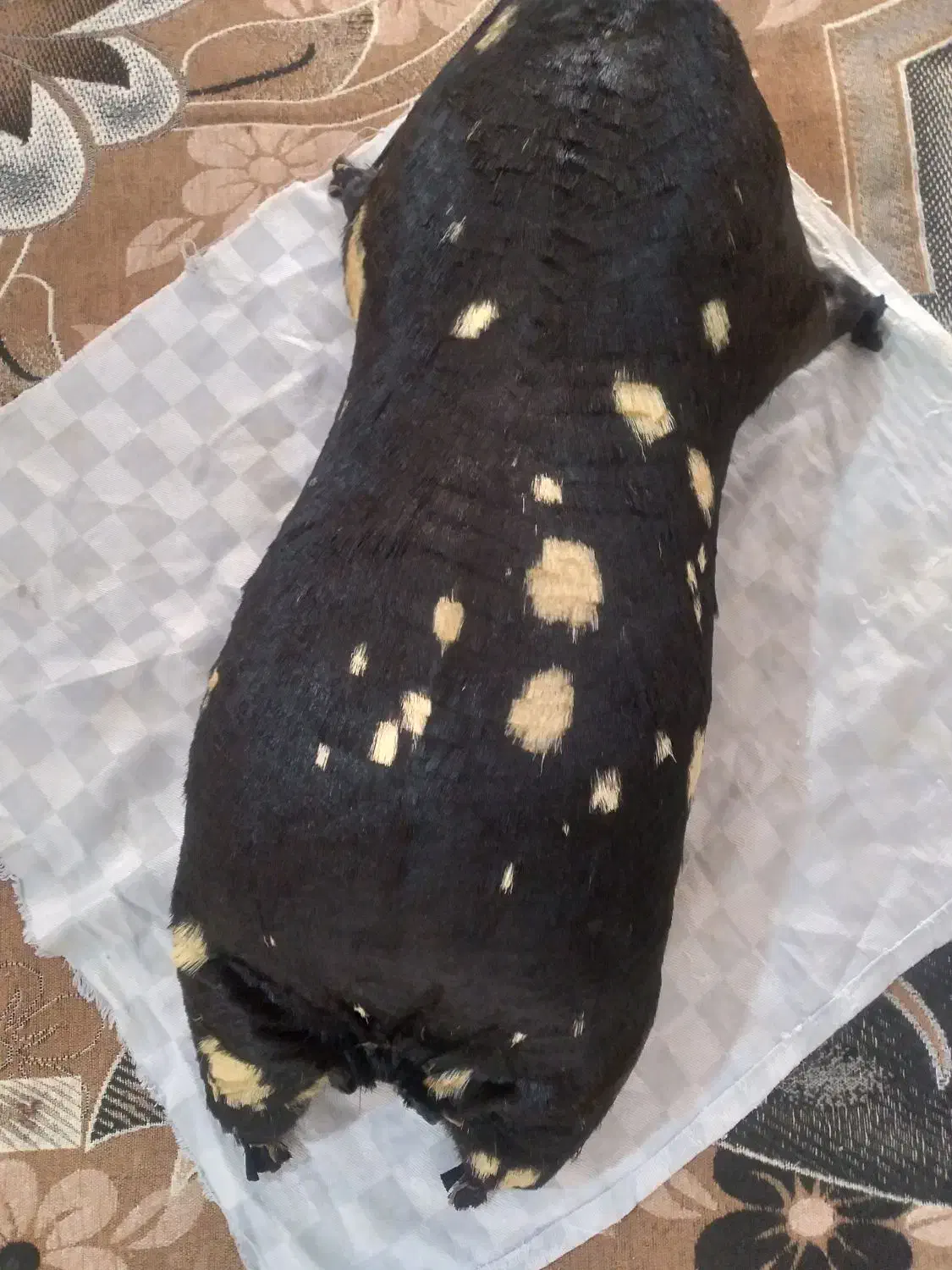 هیزه نو|ظروف پخت‌وپز|کوهدشت, |دیوار