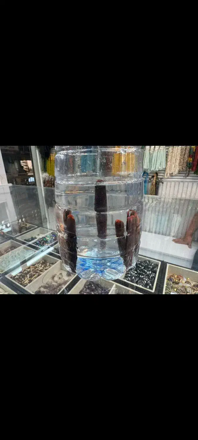 فروش عرج بحری هبهاب خطی سلطانی داودی هبهاب|جواهرات|شوش, |دیوار