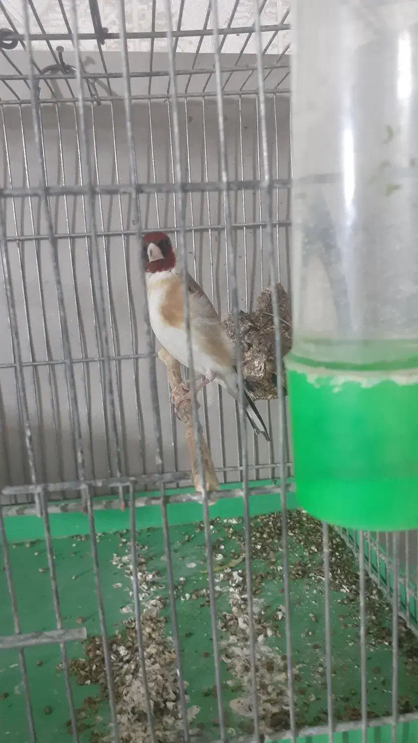 سهره نر|پرنده|قدس, شهر‌قدس|دیوار