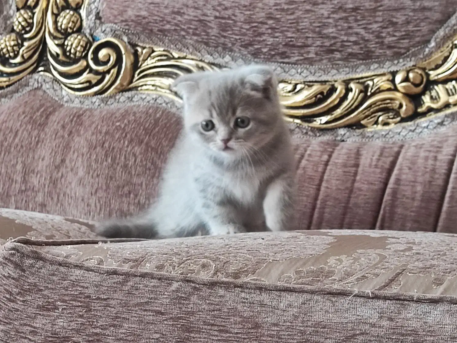 واگذاری بچه گربه|گربه|رفسنجان, |دیوار