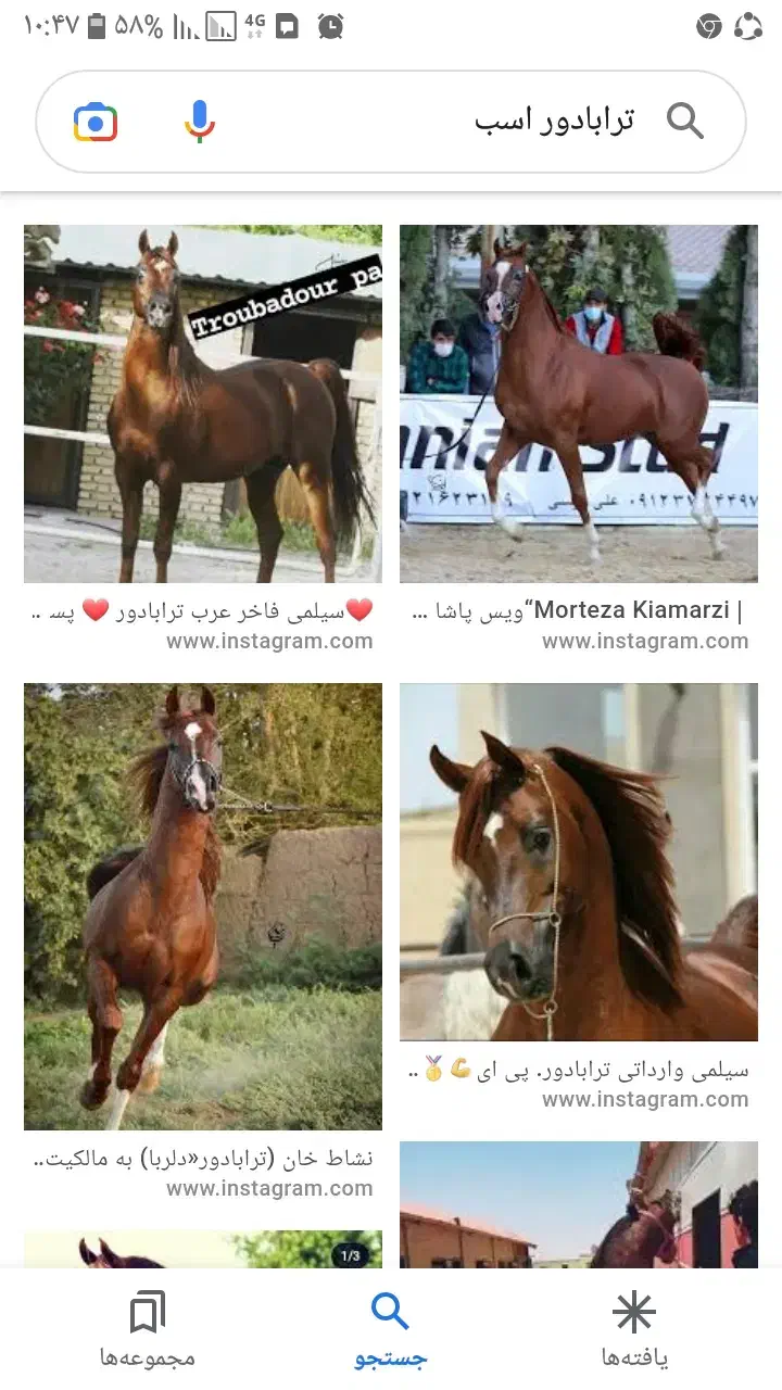 اسب سیلمی|اسب و تجهیزات اسب‌سواری|اصفهان, مارچین|دیوار