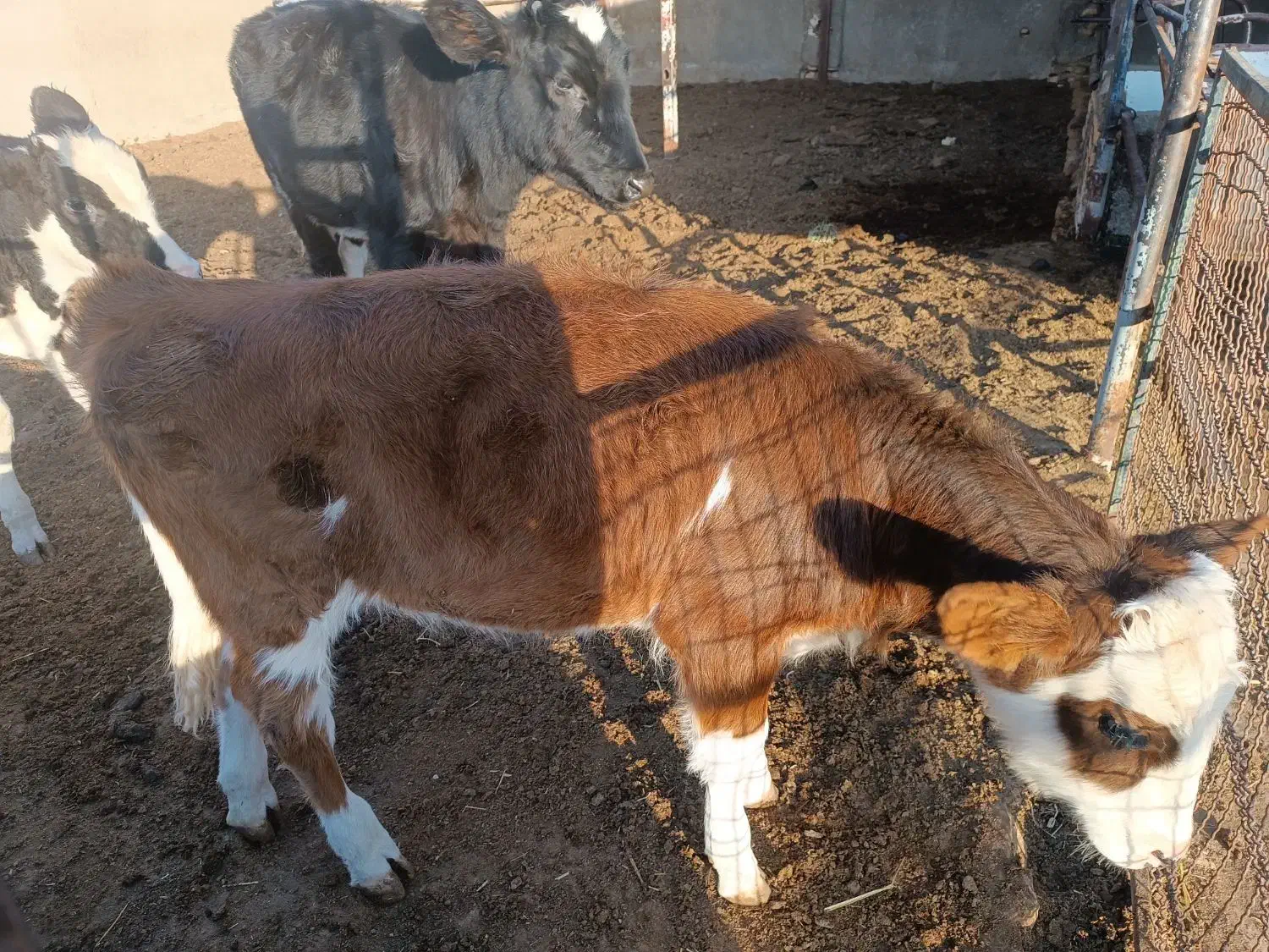 گوساله ماده سیمینتال|حیوانات مزرعه|کاشمر, |دیوار