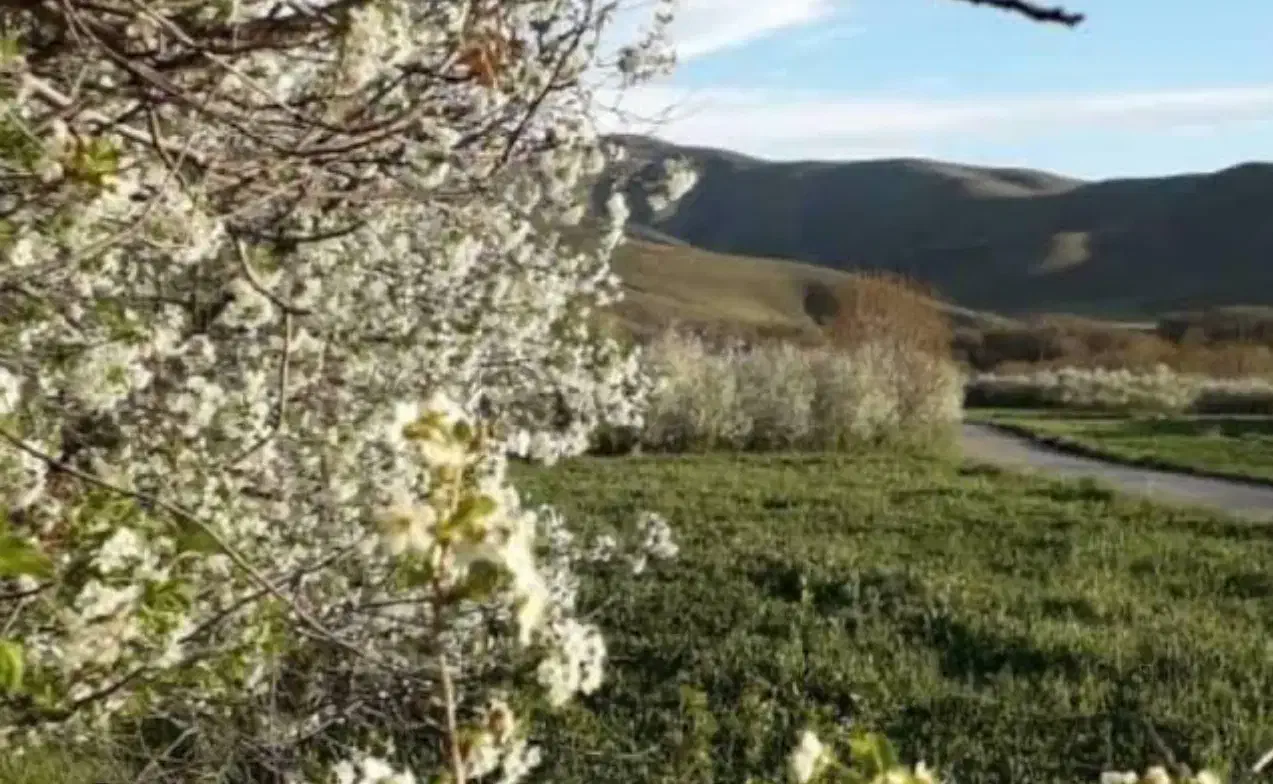 دو قطعه زمین عالی جهت سرمایه گذاری|فروش زمین و ملک کلنگی|زند, |دیوار