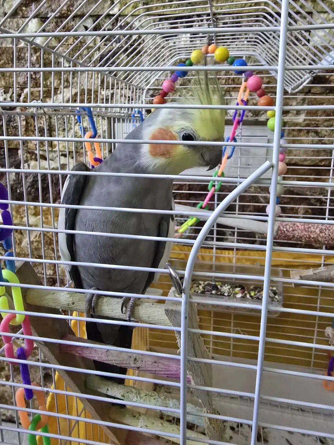 عروس هلندی نر بازیگوش|پرنده|فردیس, شهرک وحدت|دیوار