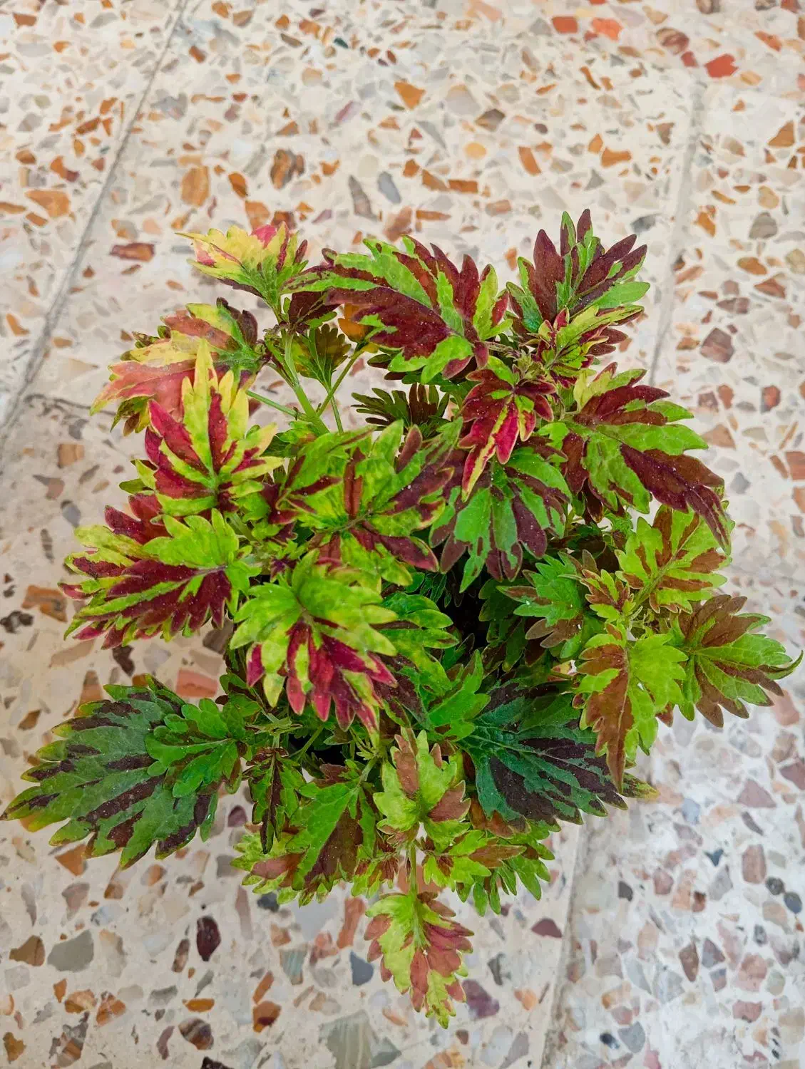 گلهای طبیعی|گل و گیاه طبیعی|خرمآباد, |دیوار