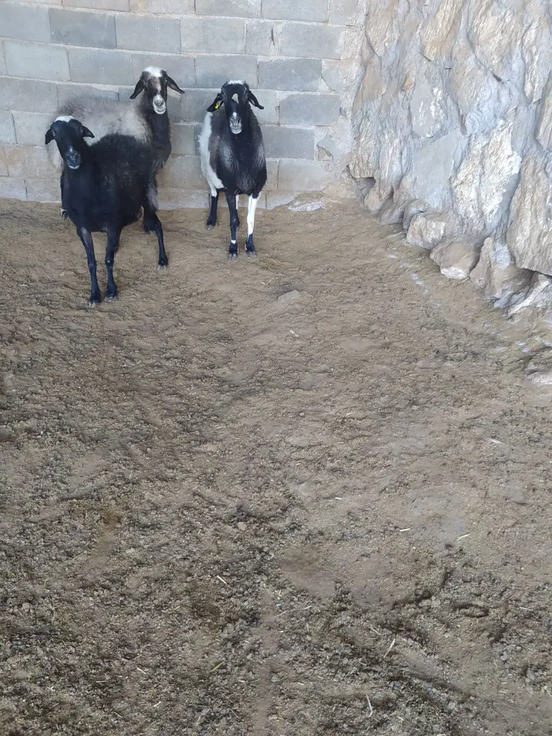 تعداد۳عددمیش|حیوانات مزرعه|نیاسر, |دیوار