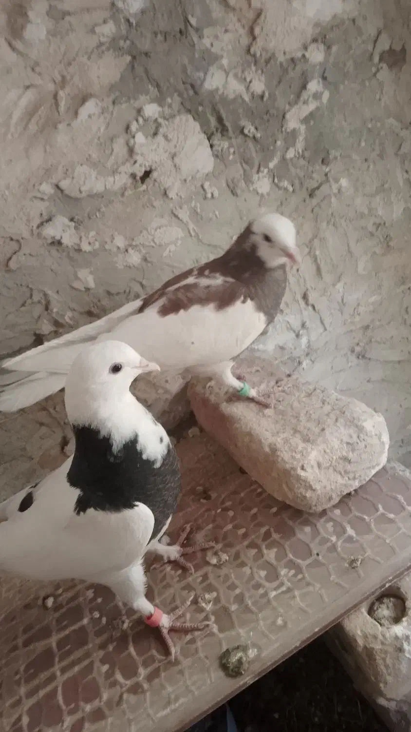 کبوتر طوقی جوجه|پرنده|آیسک, |دیوار