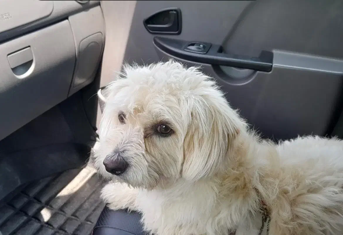 این سگ گم شده  هرکی این پیدا کن مژدگانی هم داره|سگ|سنگر, |دیوار