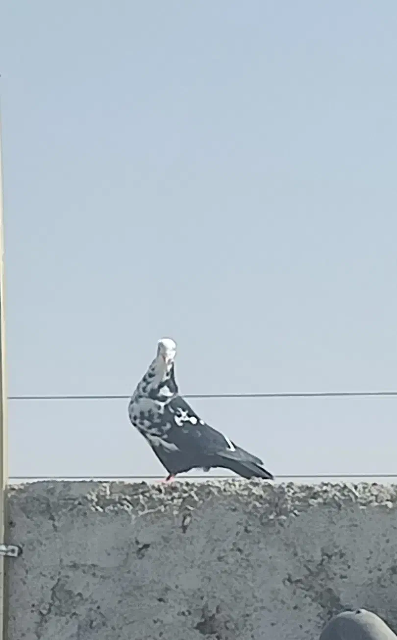 فروش کبوتر|پرنده|جهرم, |دیوار