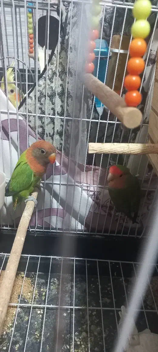 پرنده|پرنده|قدس, شهرقدس|دیوار