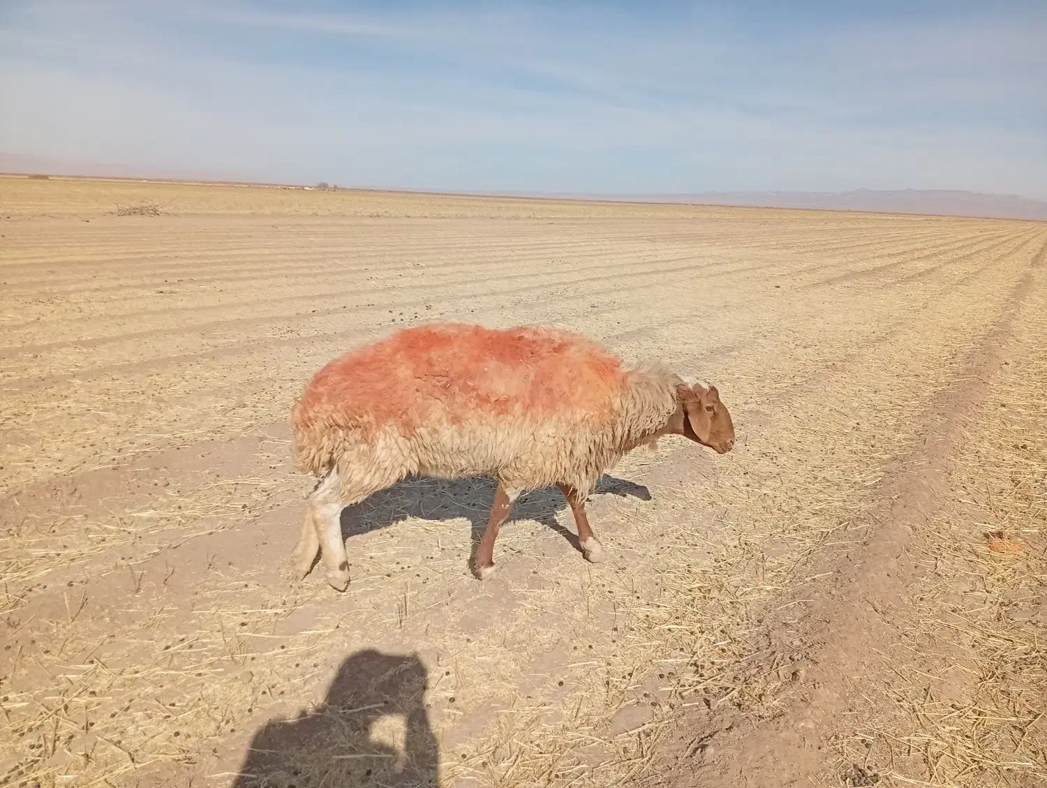 گوسفند|حیوانات مزرعه|نیمبلوک, |دیوار