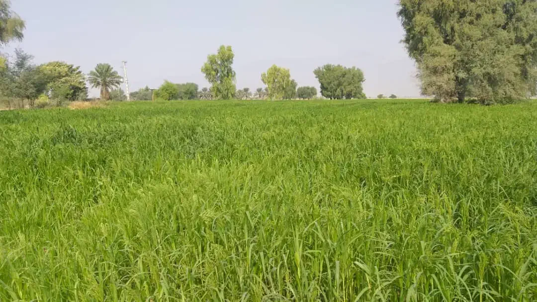 اجاره زمین کشاورزی|اجارهٔ دفتر صنعتی، کشاورزی، تجاری|چاه مرید, |دیوار