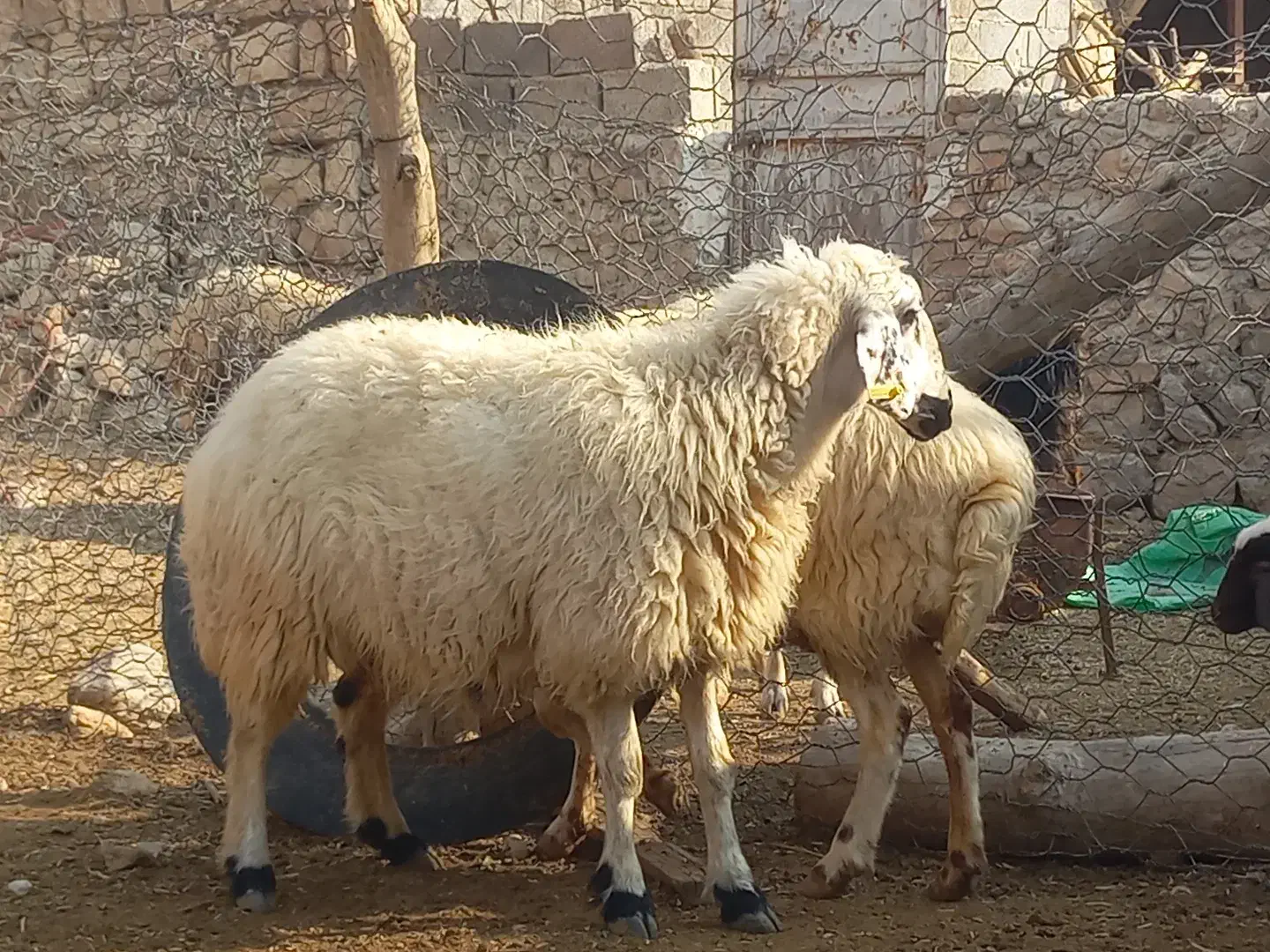 میش و بره و آبستن نزدیک زا|حیوانات مزرعه|اندیمشک, |دیوار