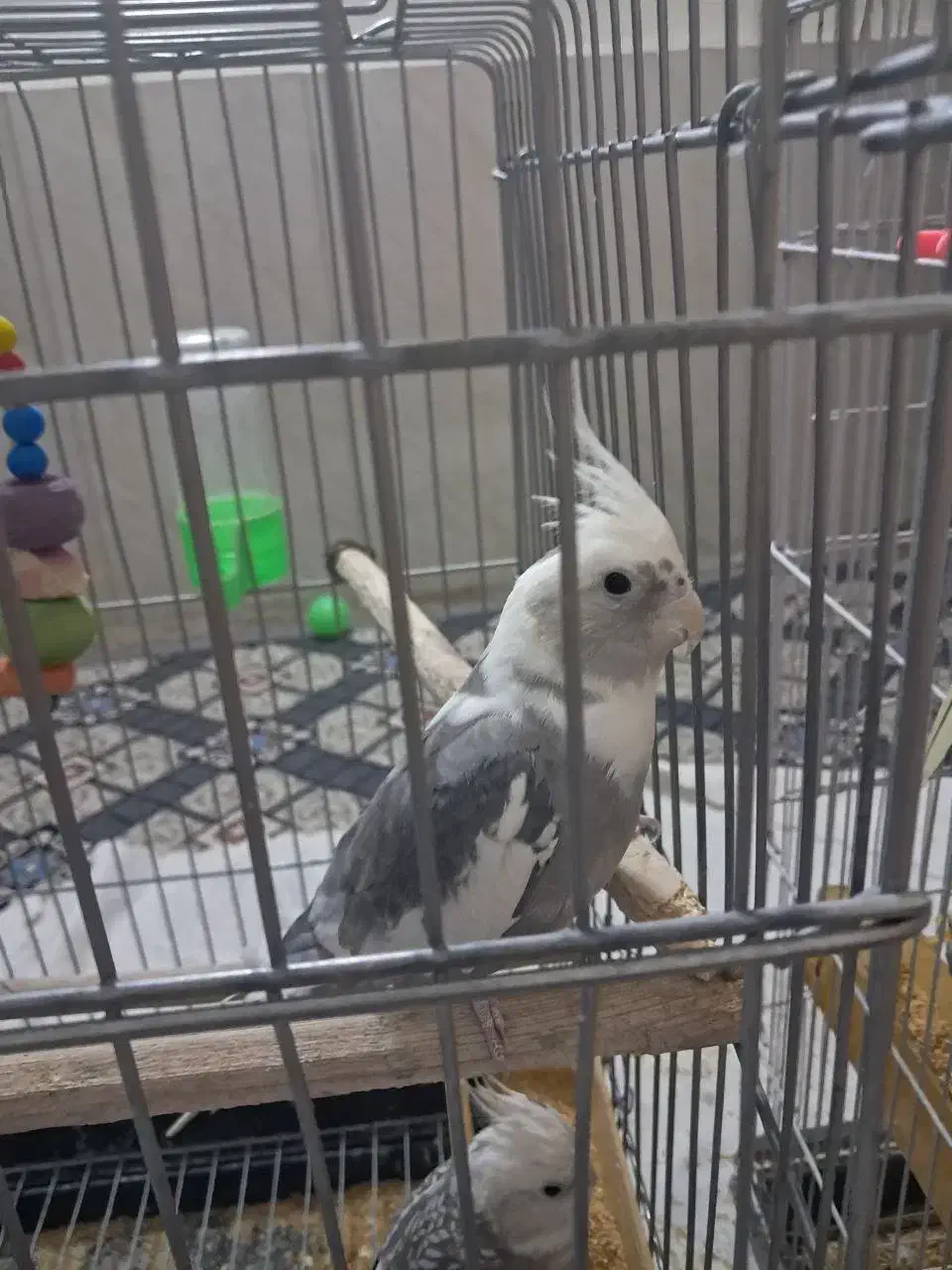 عروس هلندی|پرنده|مشهد, رضاییه|دیوار