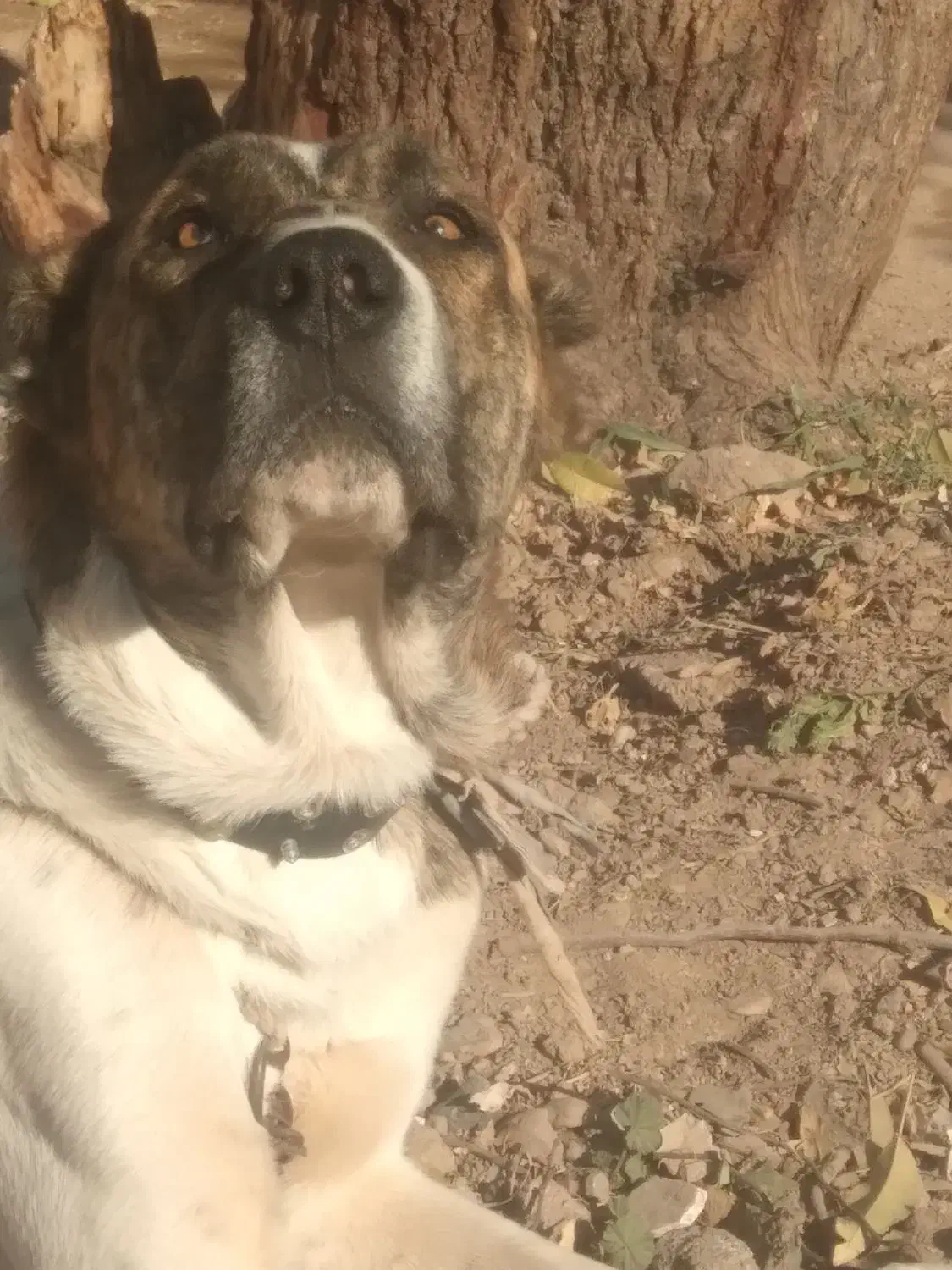 واگذاری توله نر خراسانی|سگ|تربت جام, باغ سنگان سفلی|دیوار