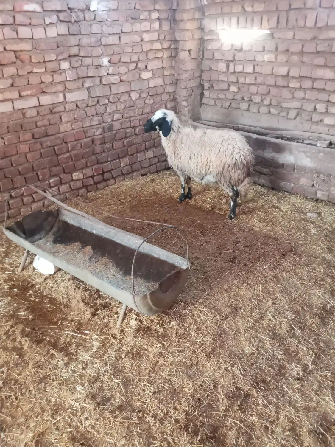 کاور محلی آبستن|لوازم جانبی حیوانات|زرند, |دیوار