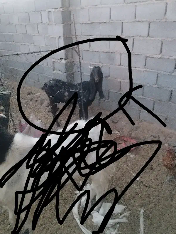 بز پاکستانی اصل نژاد سه قلو زا|حیوانات مزرعه|مود, |دیوار