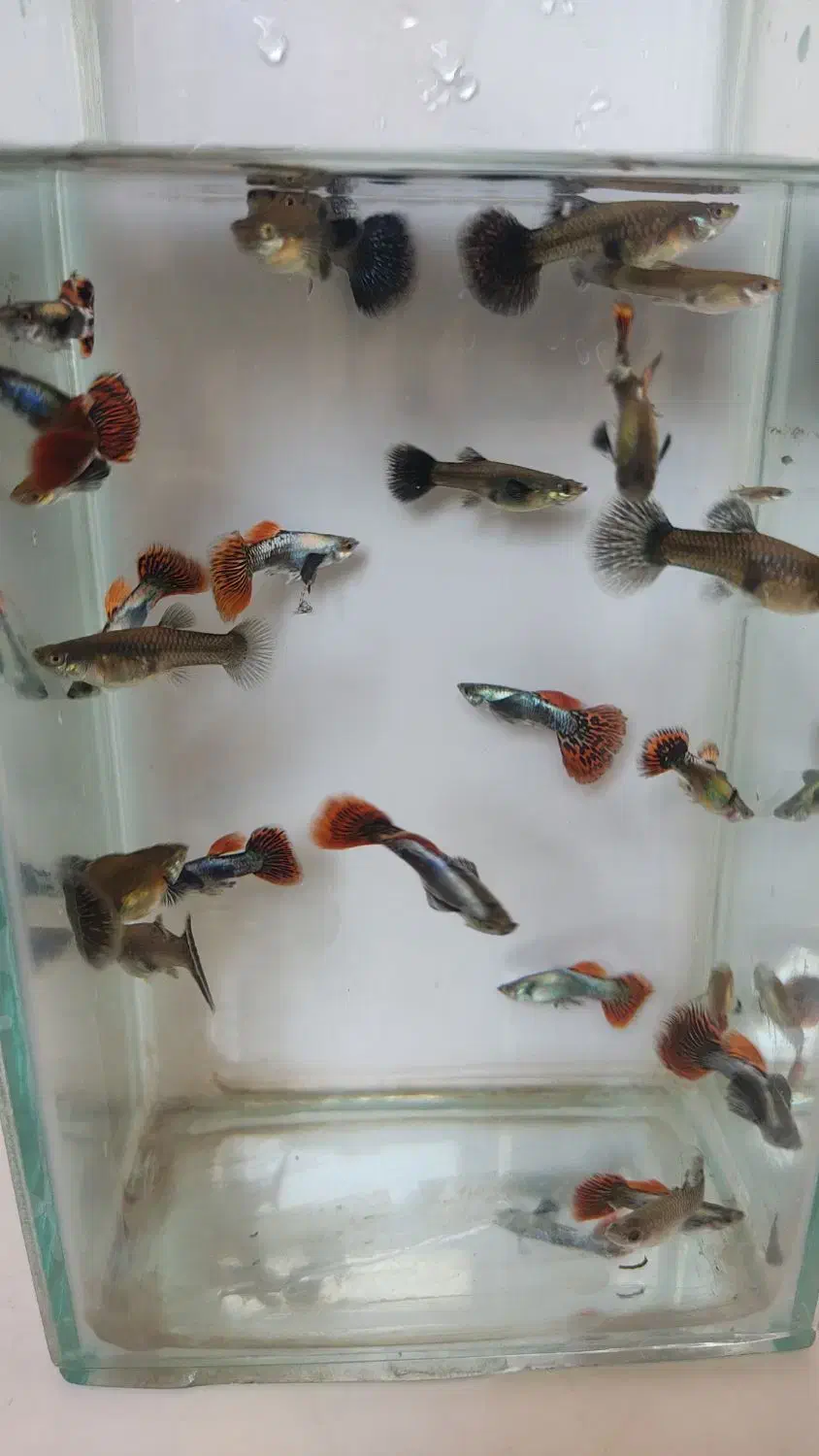 فروش ماهی گوپی|ماهی|اصفهان, شیخ اشراق|دیوار