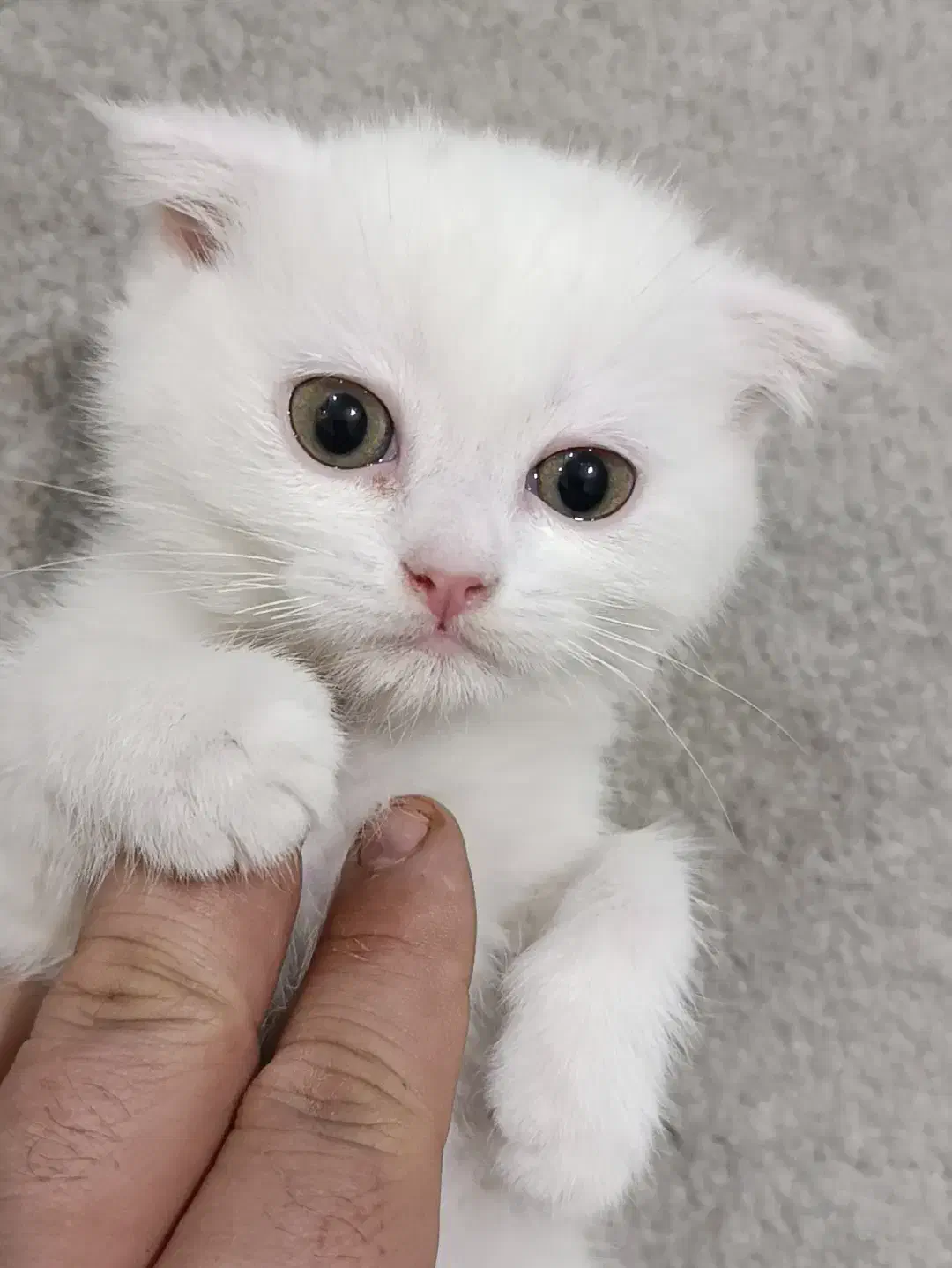 گربه اسکاتیش سفید|گربه|پردیس, فاز ۲|دیوار