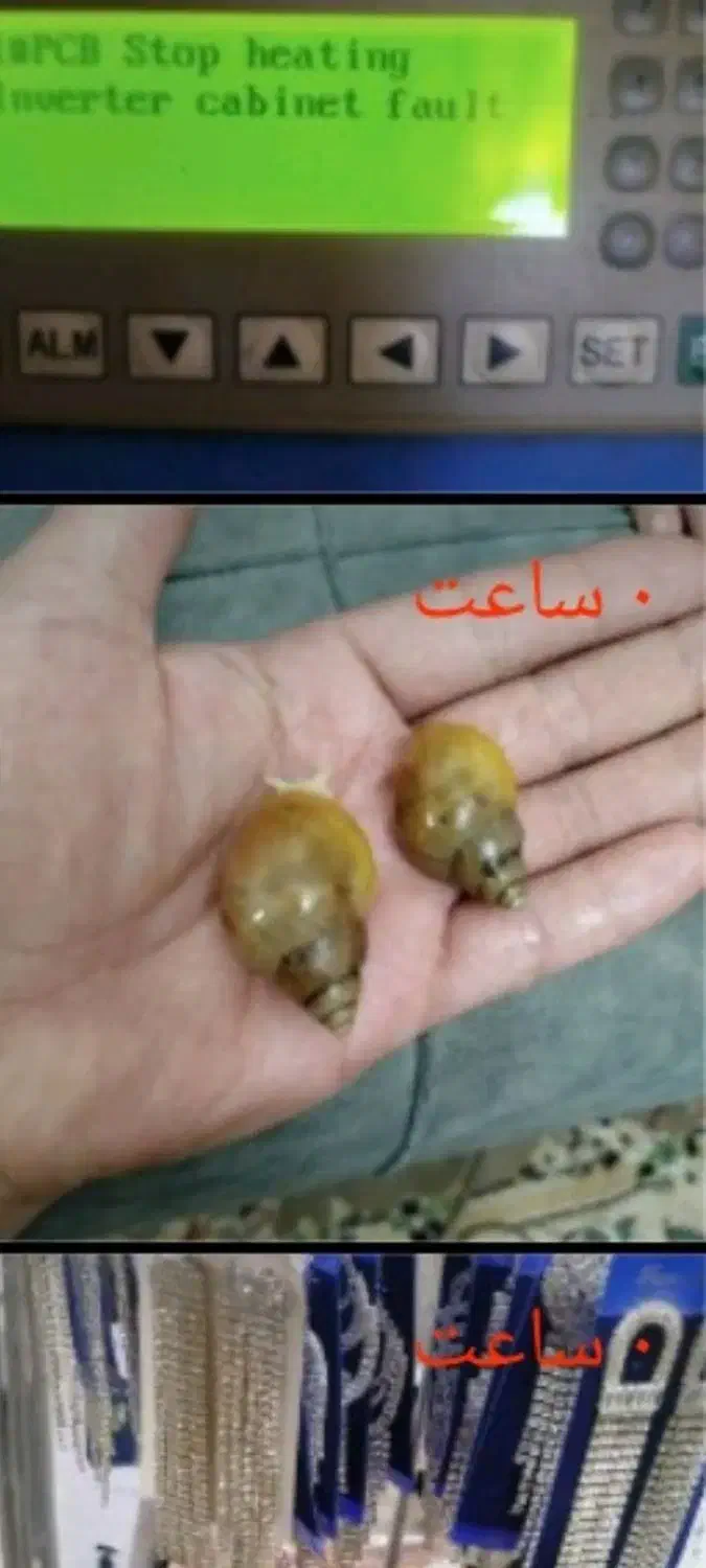 حلزون آلبینو|خزنده|پاکدشت, پاکدشت (مامازند)|دیوار