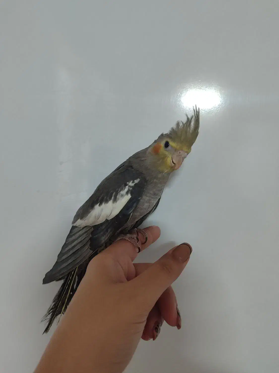 عروس هلندی|پرنده|سبزوار, باهنر|دیوار