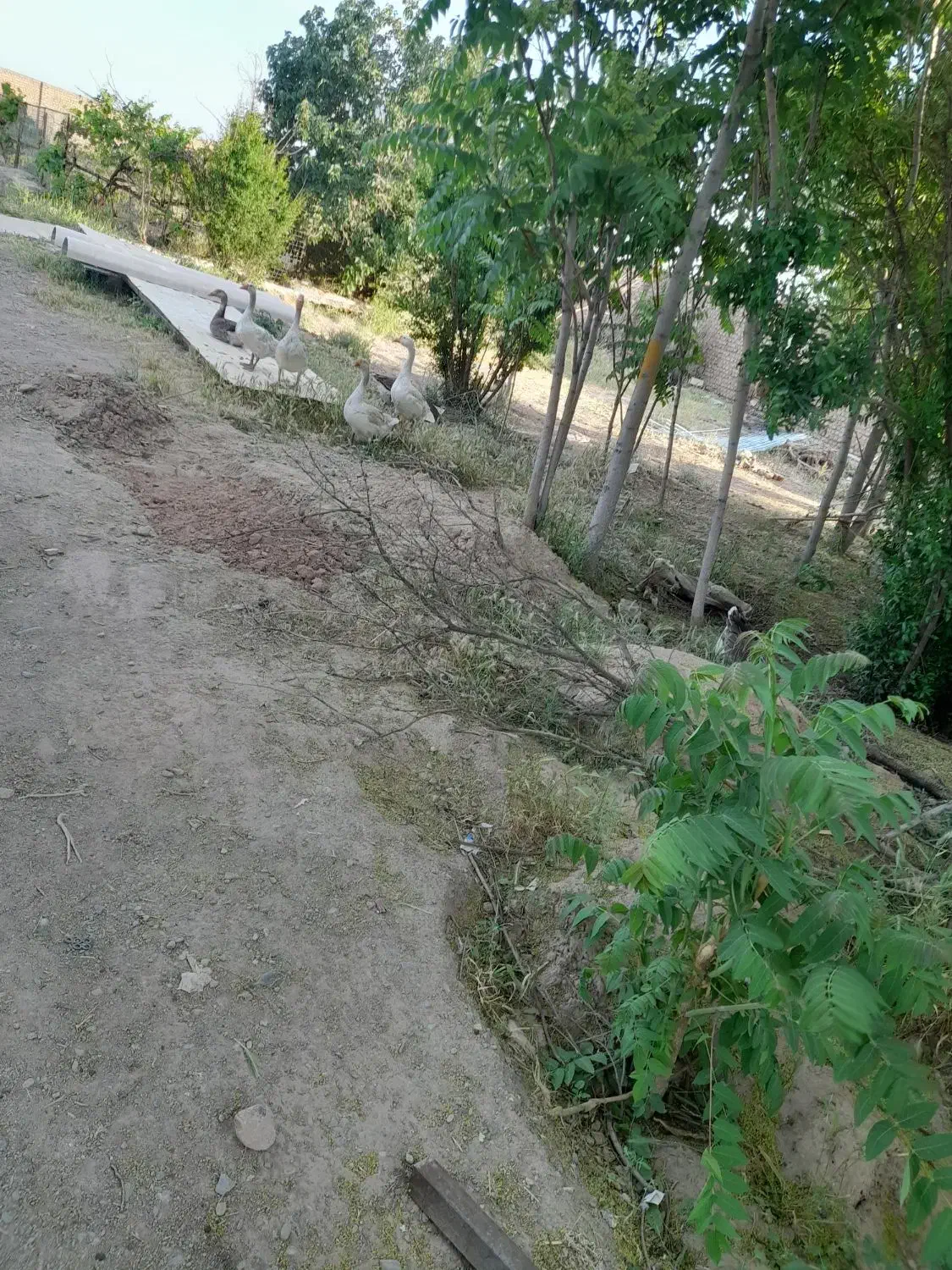 حیوانات|حیوانات مزرعه|نیشابور, ۲۲ بهمن|دیوار