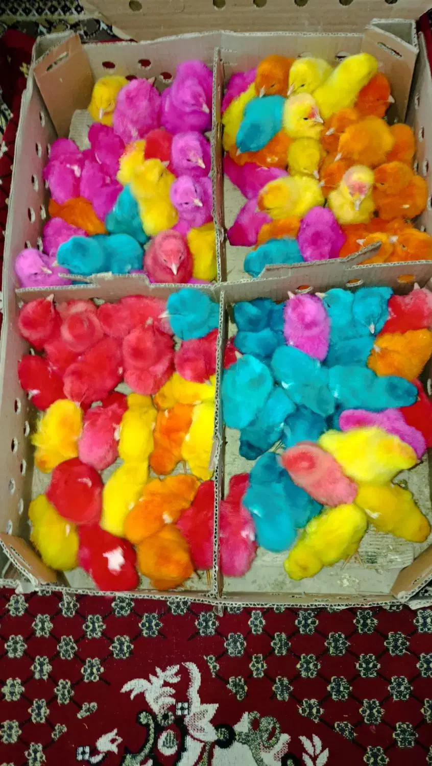 جوجه رنگی|لوازم جانبی حیوانات|قیدار, |دیوار