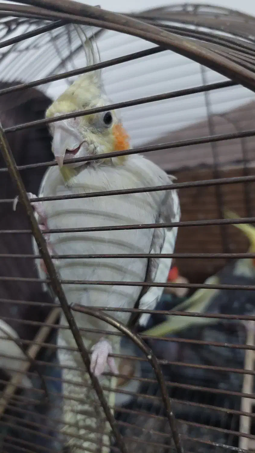 عروس هلندی|پرنده|صومعه‌سرا, |دیوار