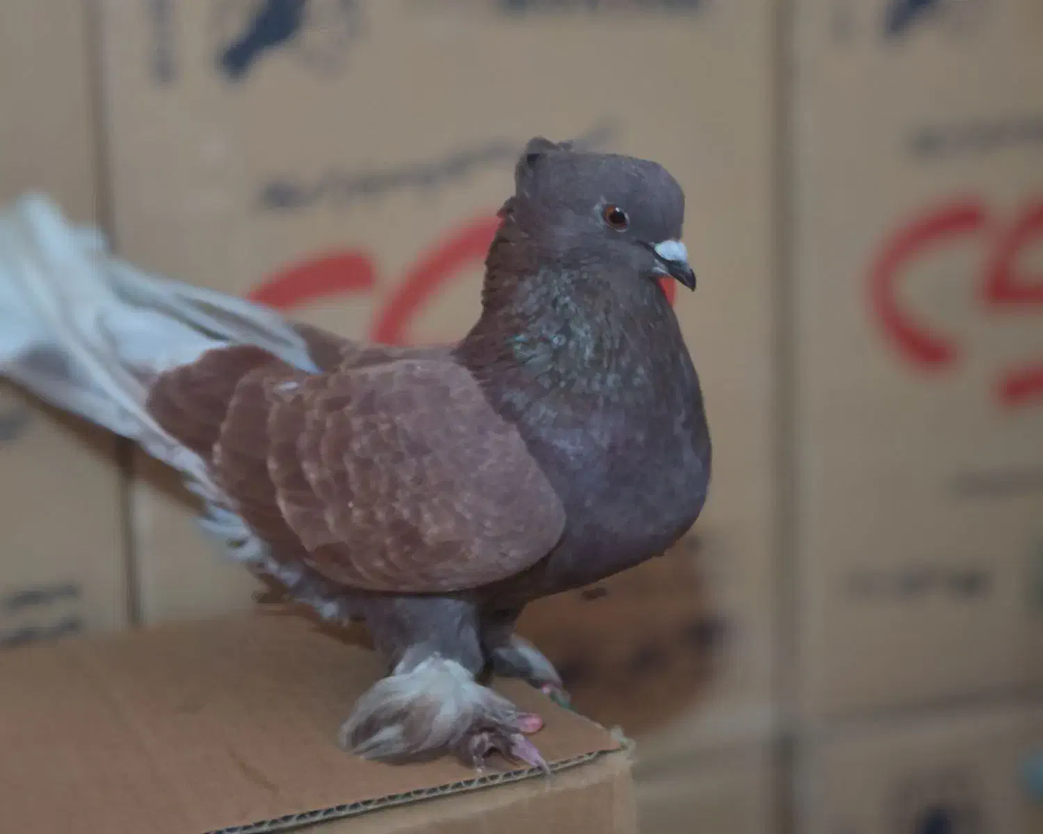 سرخ و سفید و قلمکار کبوتر|پرنده|علیآباد کتول, |دیوار