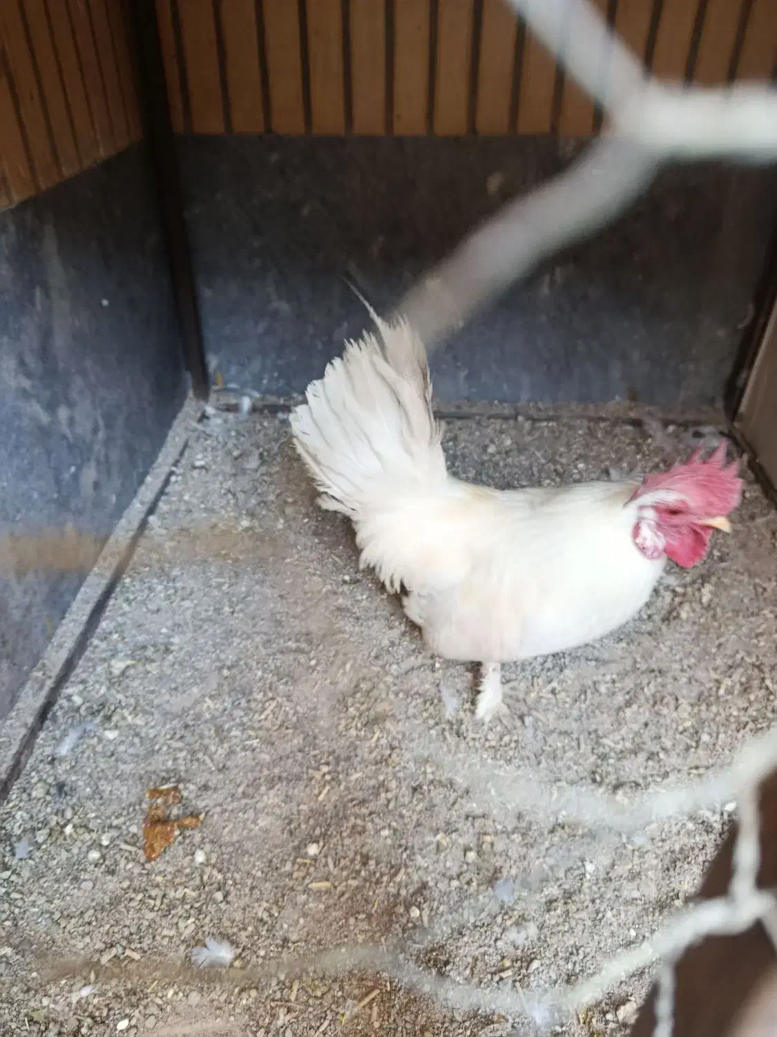 خروس پاکوتاه|حیوانات مزرعه|خاش, |دیوار