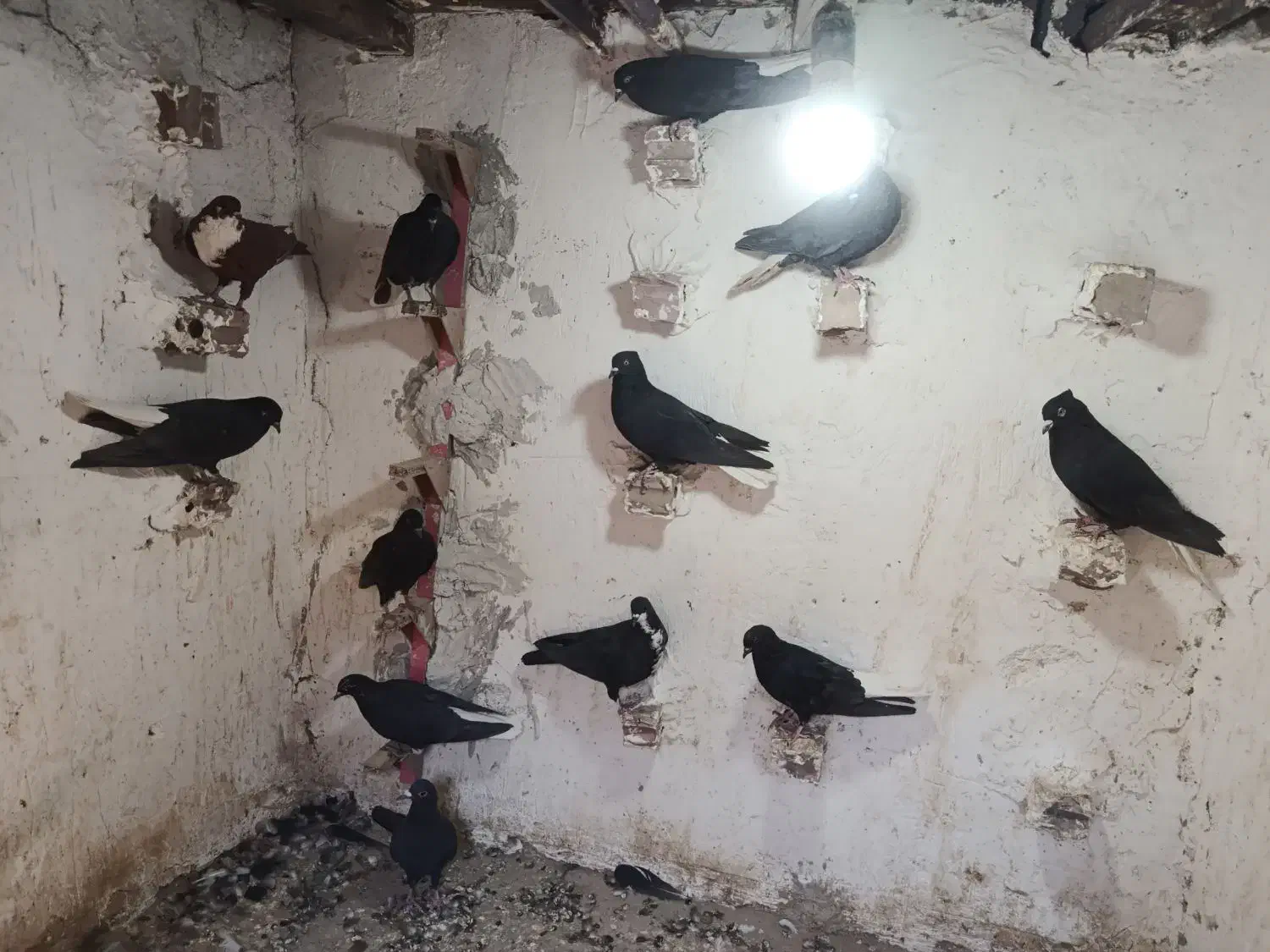 کفتر|پرنده|یزدان شهر, |دیوار