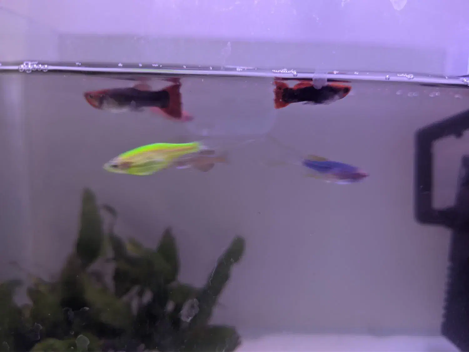 ماهی آکواریوم گوپی و زبرا|ماهی|امیرکلا, |دیوار