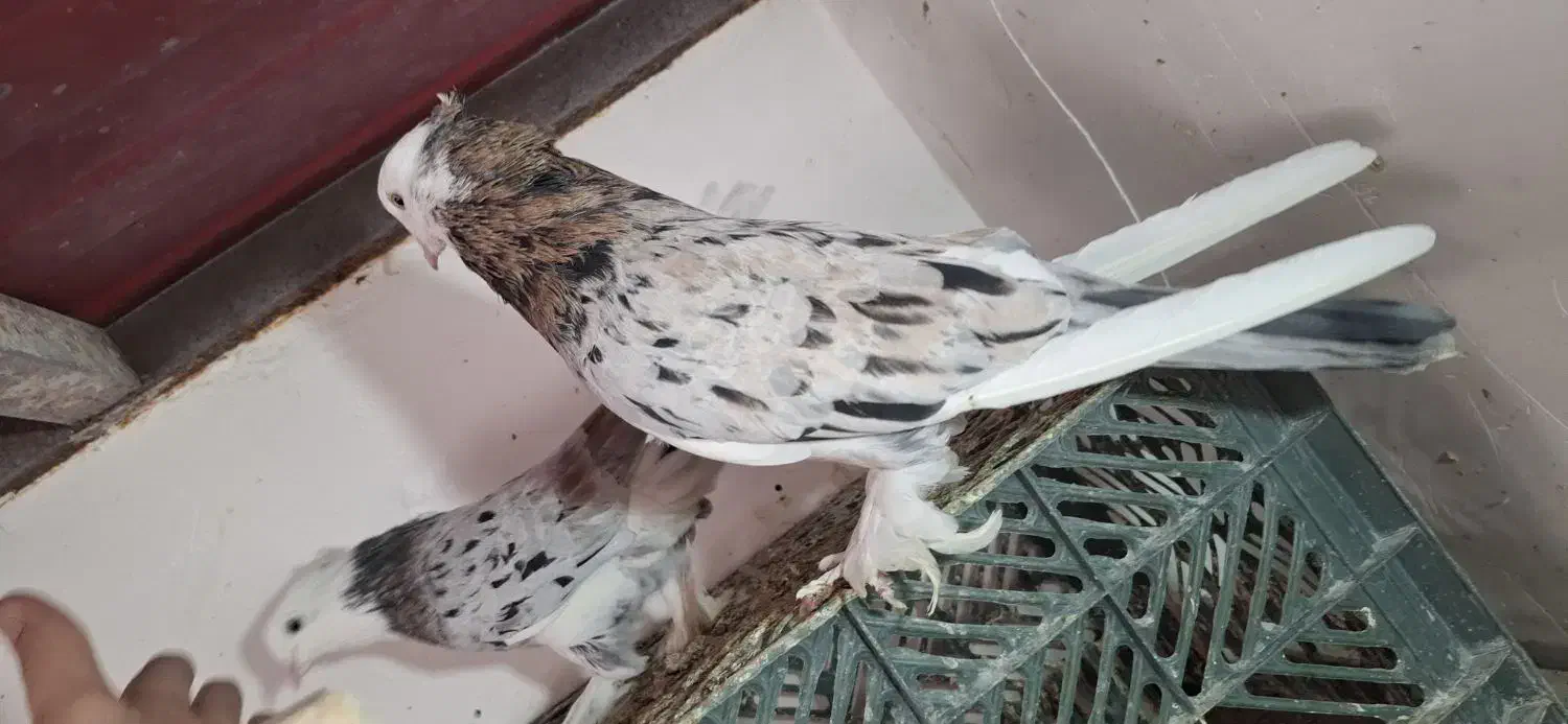 ی جفت هما سرور پا چکمه ای|پرنده|نسیم‌شهر, |دیوار