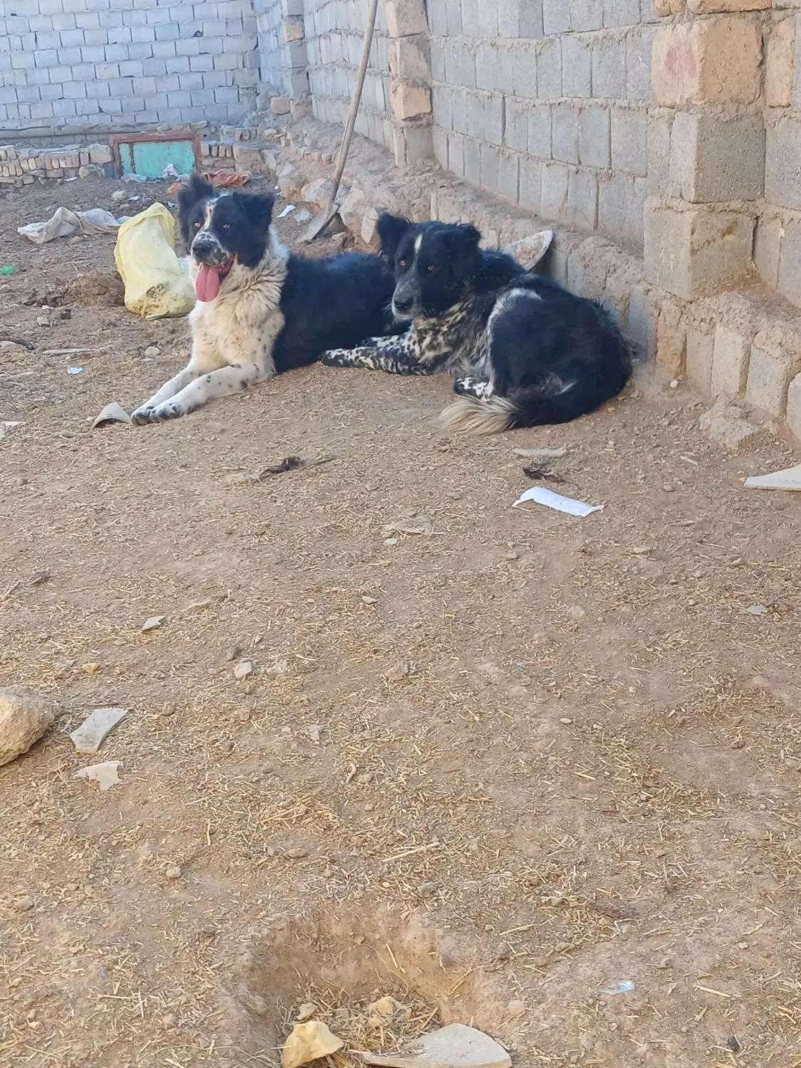سگ گله|سگ|پیر بکران, |دیوار