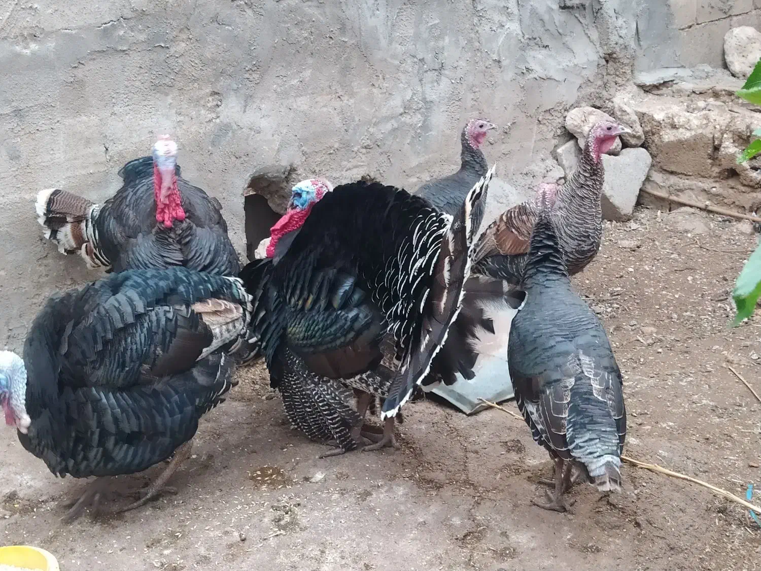 بوقلمون ( محلی )|حیوانات مزرعه|اندیمشک, |دیوار