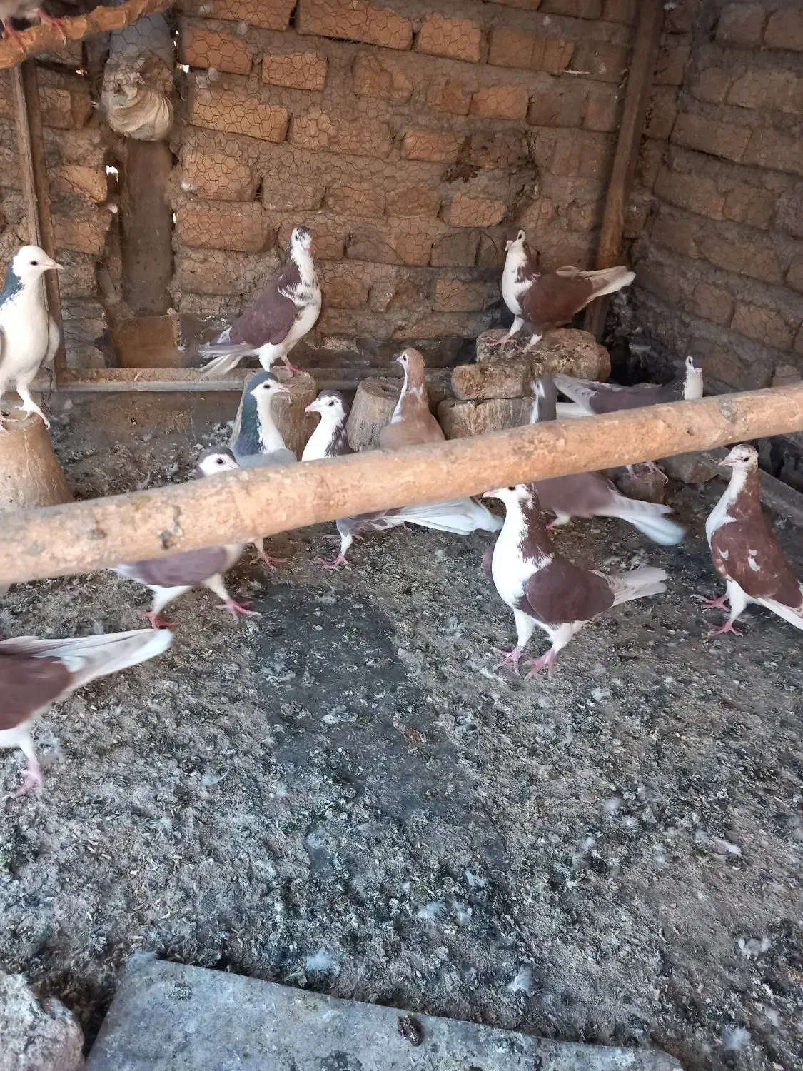 کفتر رنگی|پرنده|اصفهان, دستگرده|دیوار