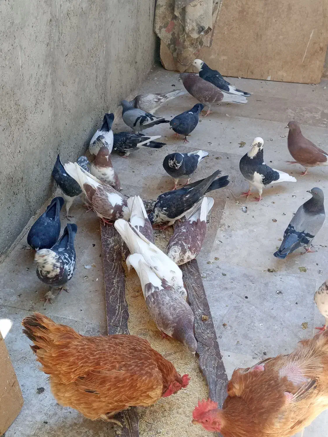 کبوترفروشی|پرنده|قمصر, |دیوار