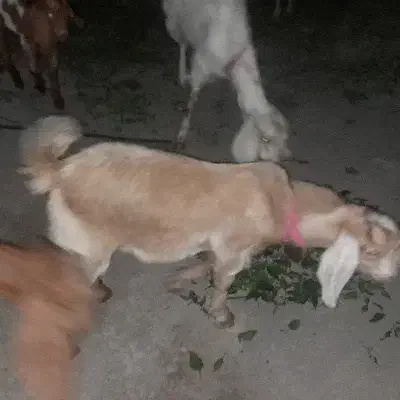 کهره نر|حیوانات مزرعه|رودان, |دیوار