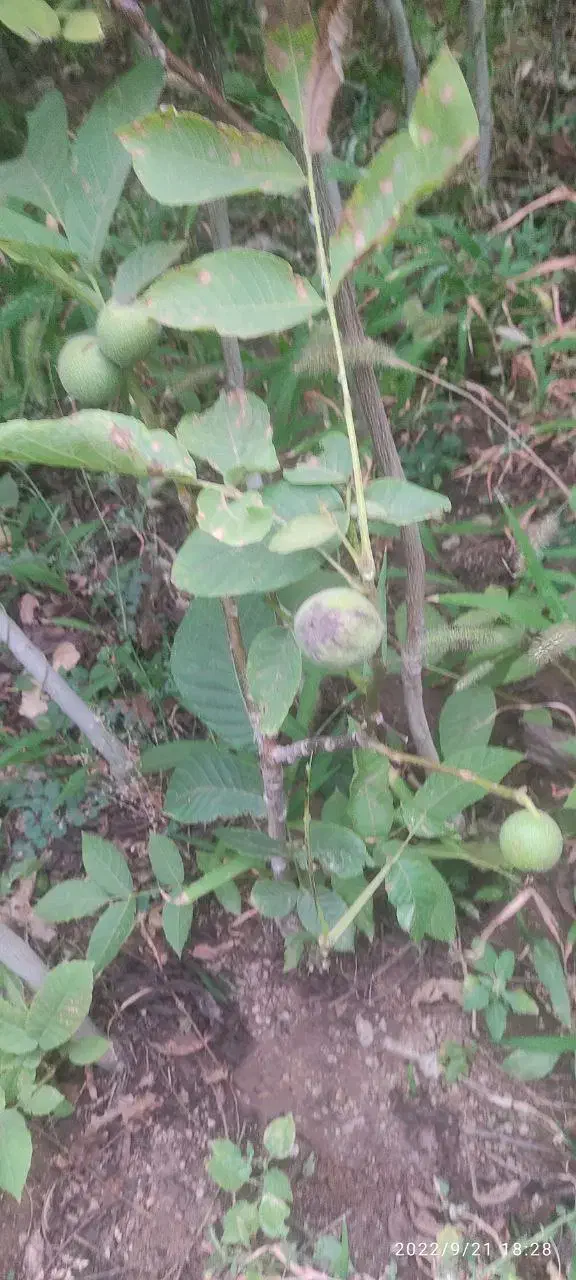 فروش نهال گردو کاغذی|گل و گیاه طبیعی|سراب, |دیوار