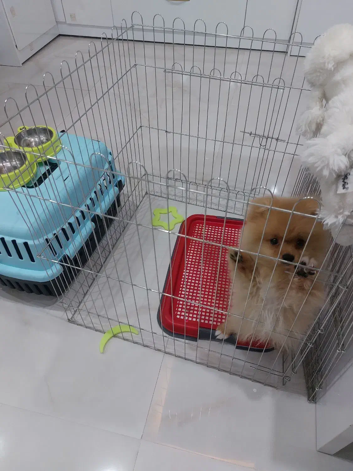 سگ پامر|سگ|مشهد, حسینآباد|دیوار