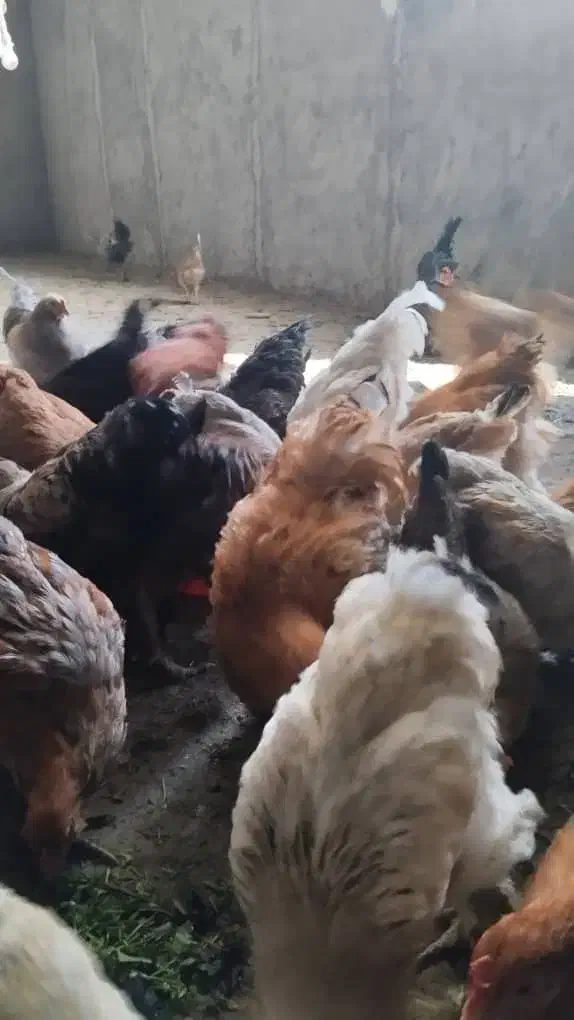 مرغ برهما|حیوانات مزرعه|دوگنبدان, |دیوار