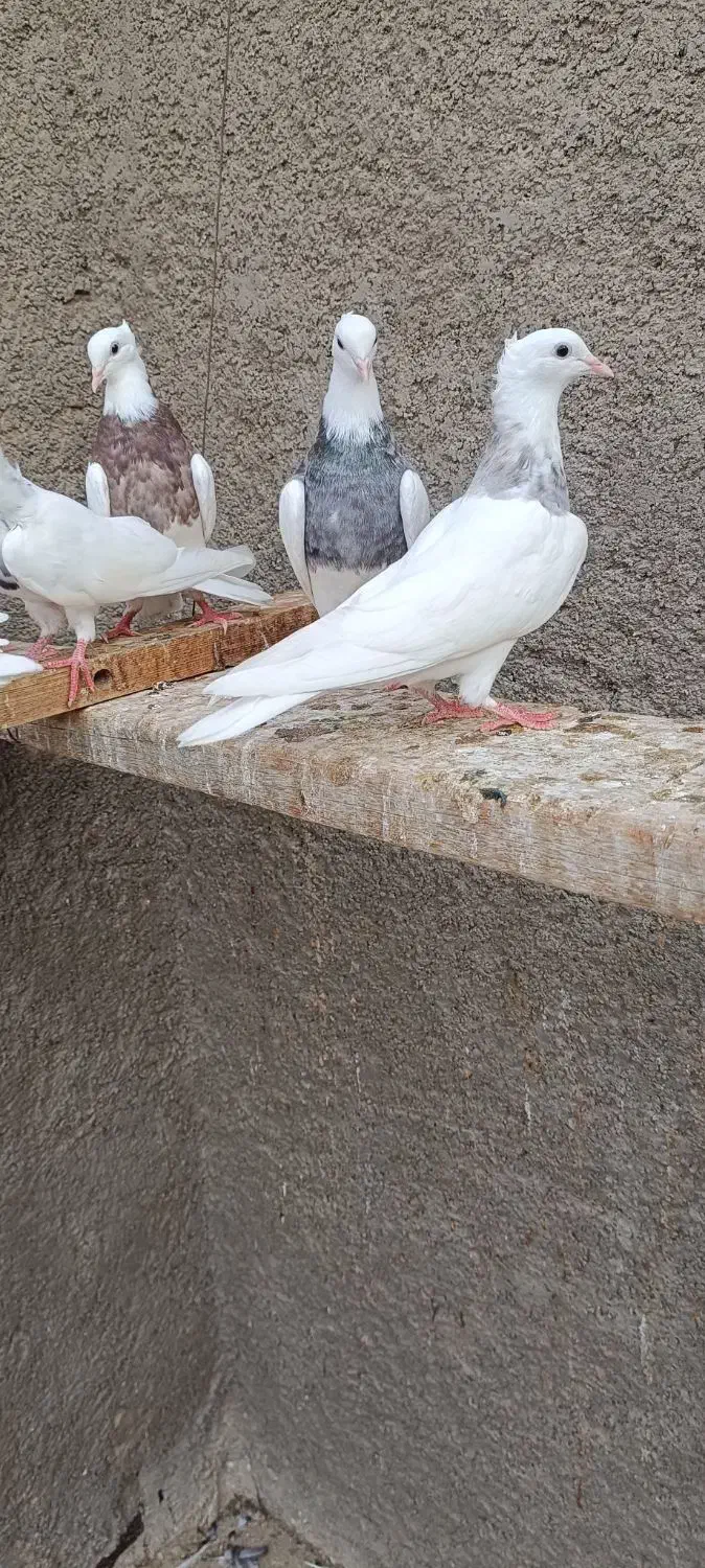 جوجه زاغ هندی وطوقی|پرنده|بندر ماهشهر, |دیوار